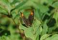 brown hairstreak butterfly-3
